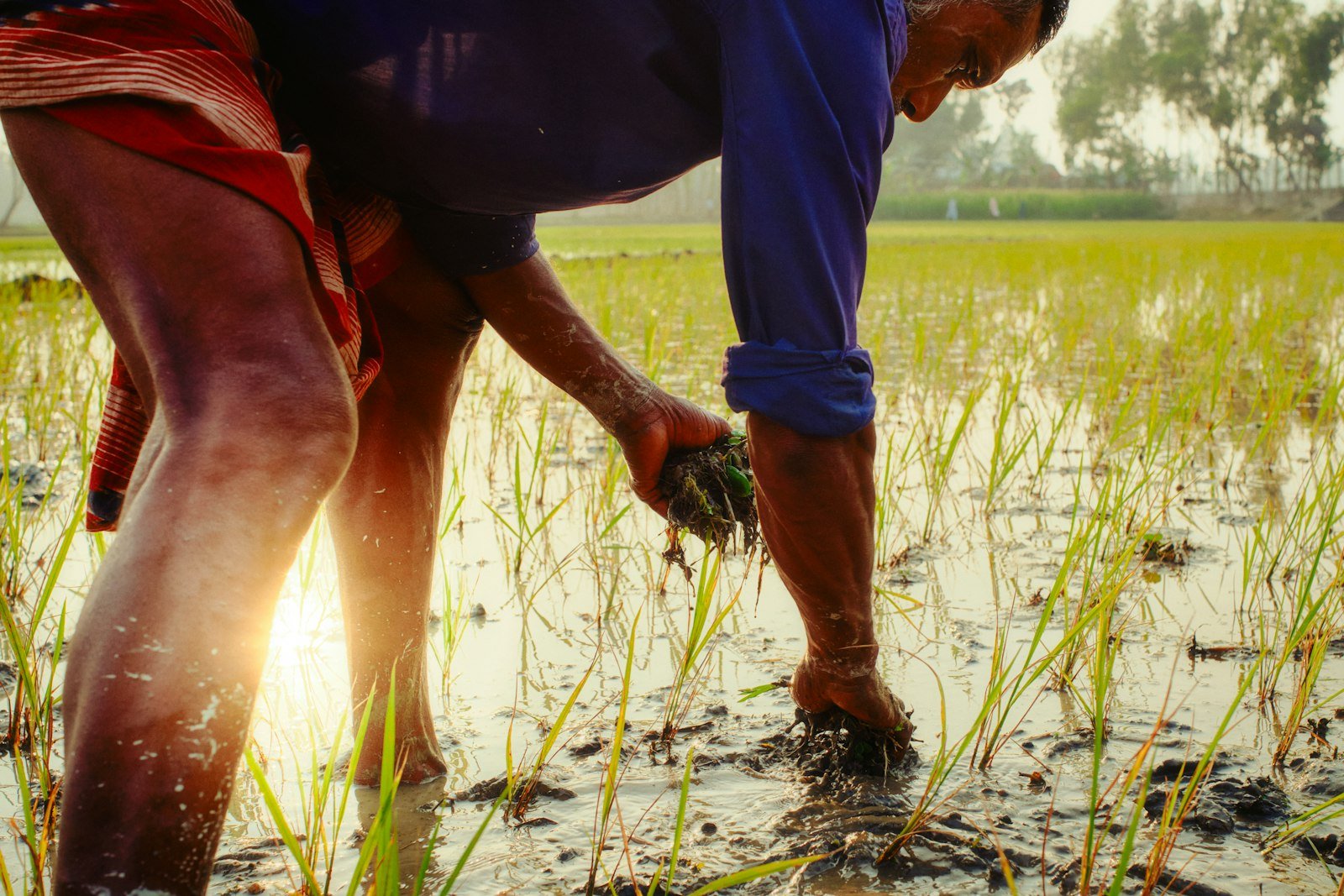 Farmer planting rice seedlings in Chilmari, Bangladesh